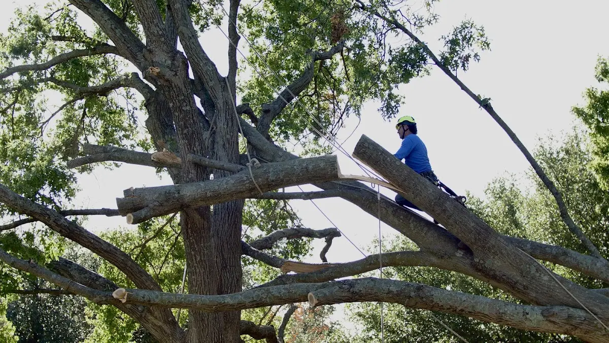 Professional Crown Thinning performed by certified arborists in Leroy